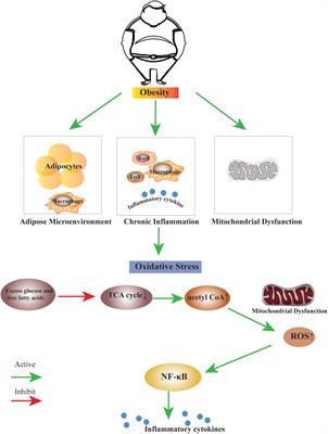Oxidative stress: The nexus of obesity and cognitive dysfunction in diabetes